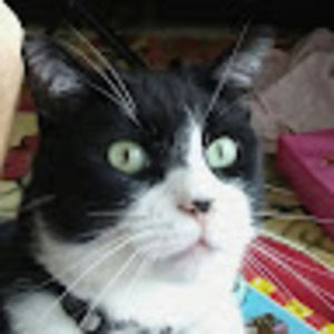 Meet your Posher, Pat